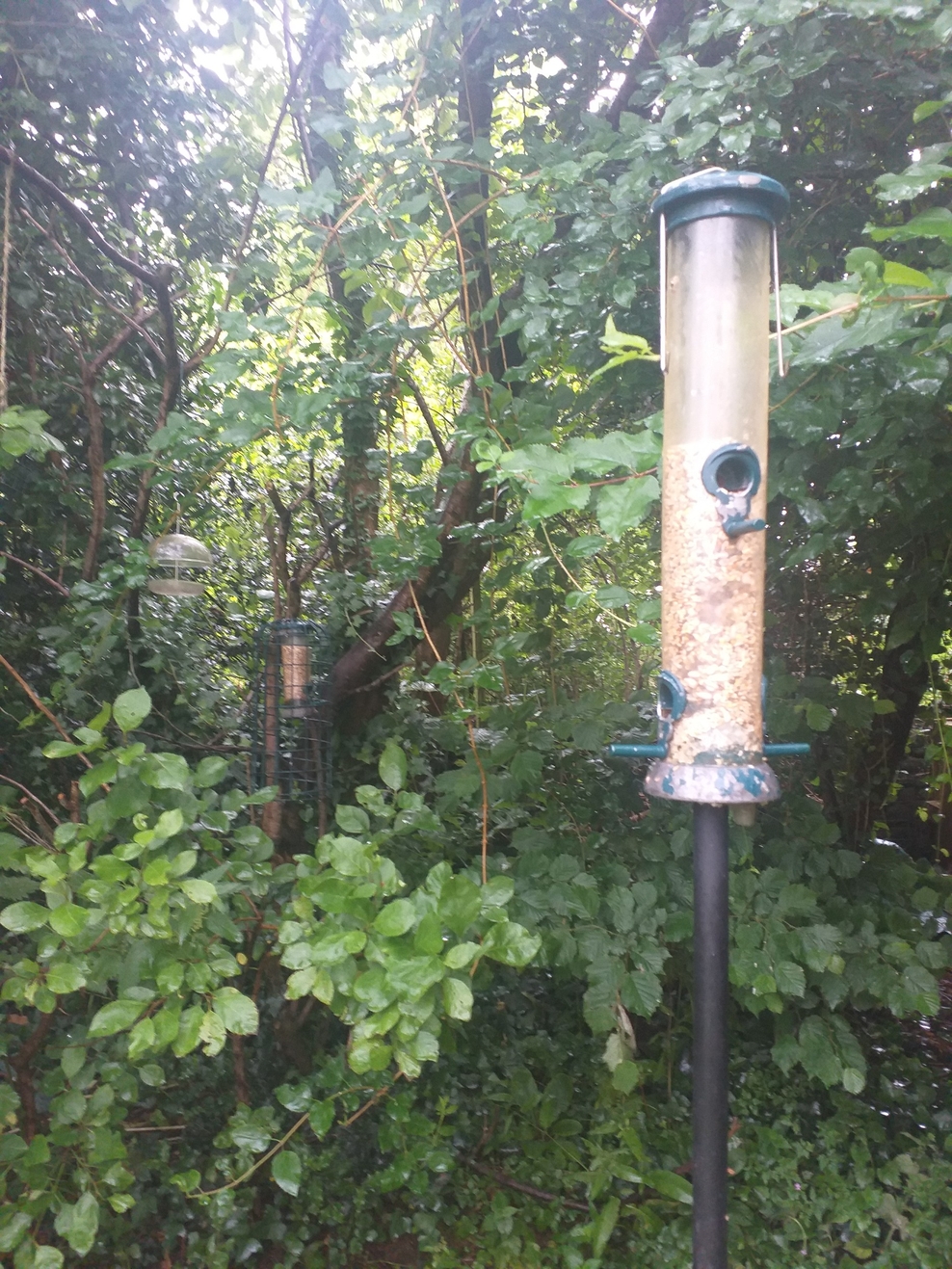 Team Wilder Birds Avon Wildlife Trust